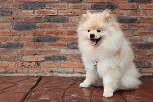 My Pet Dog long English essay in more than 300 words for children.