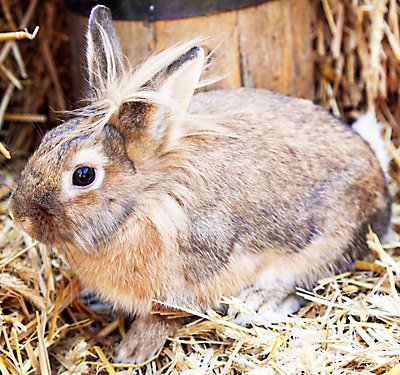 My Pet Rabbit | Kids Adda | Essay on Rabbit in English for Kids
