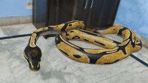 Google 3D animals, how to check and fix errors